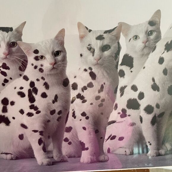 1991 Bybee/SF Dalmatian Cat Poster In A World Full of Copycats Be An Original - Picture 11 of 15